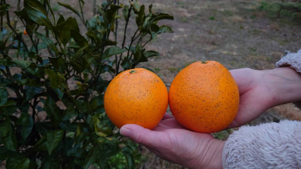 国産ネーブルオレンジ